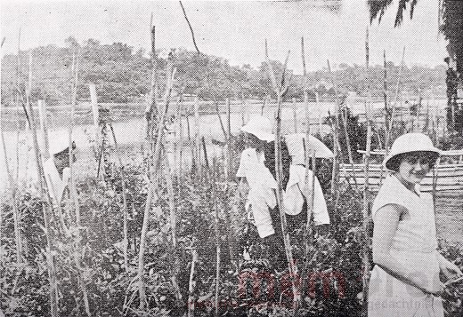 Das von Dr. Emil Kocher betreute Gartenprojekt in Lambarene, 1962