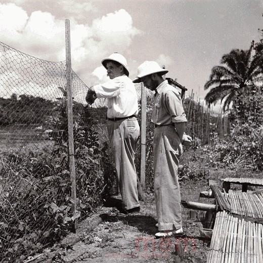 Albert Schweitzer im Gemüsegarten des Spitals von Lambaréné, um 1962