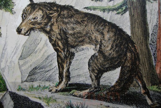 Ein Wolf