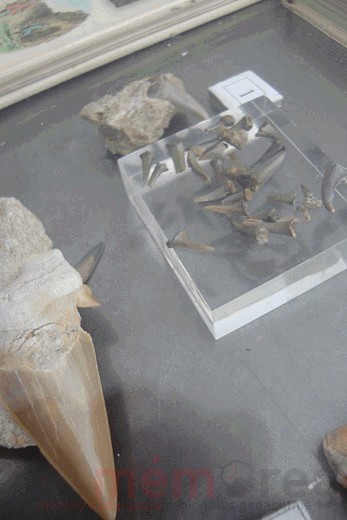 Ausstellung Max Antenen in Biel, Haifischzähne