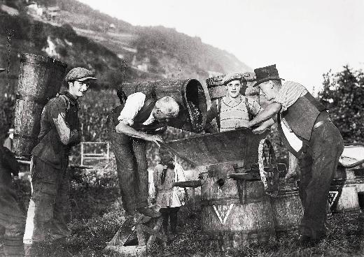 Weinlese in Neuenstadt