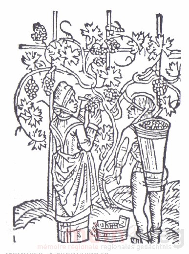 Weinlese